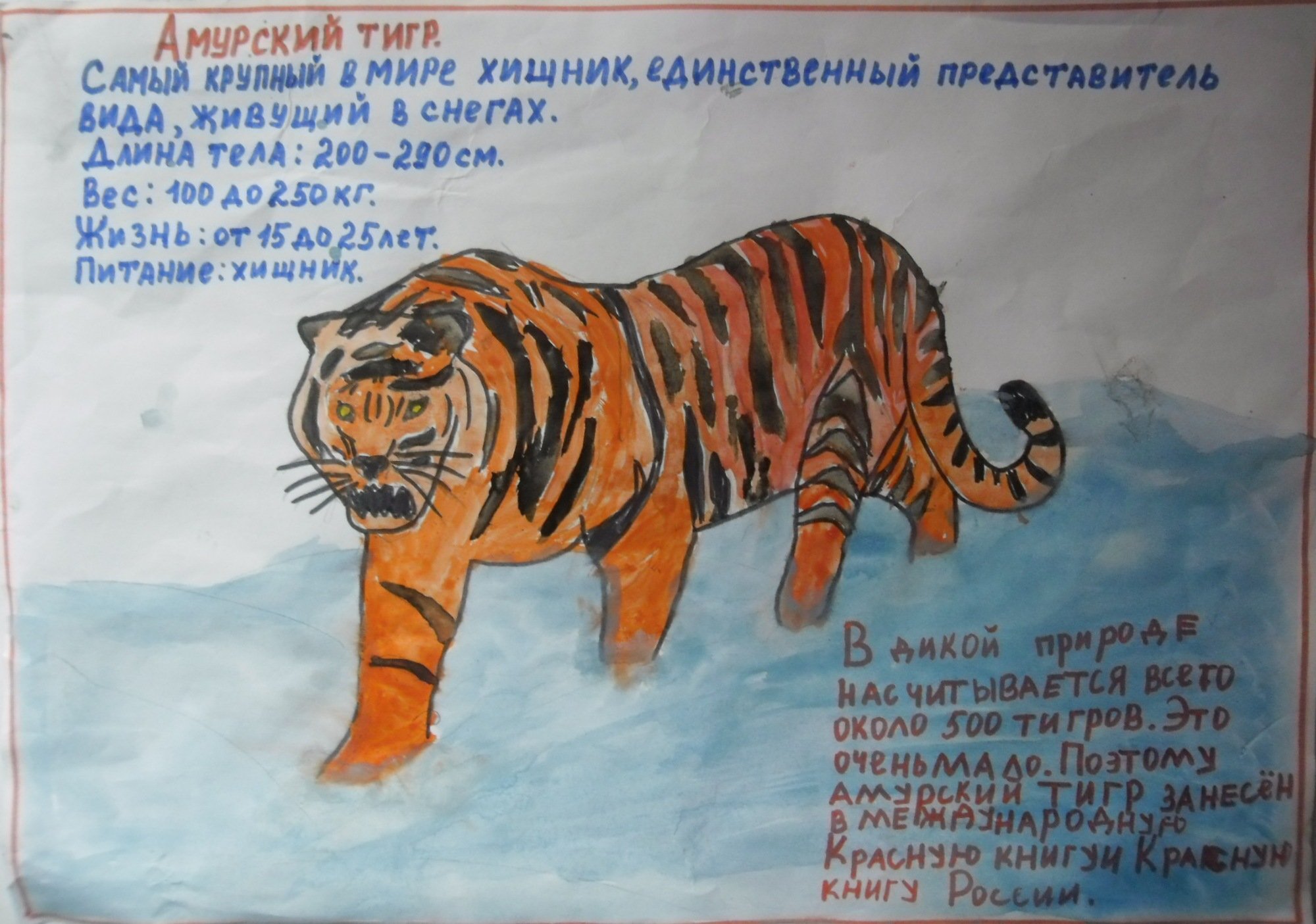 Красная книга про Амурского тигра