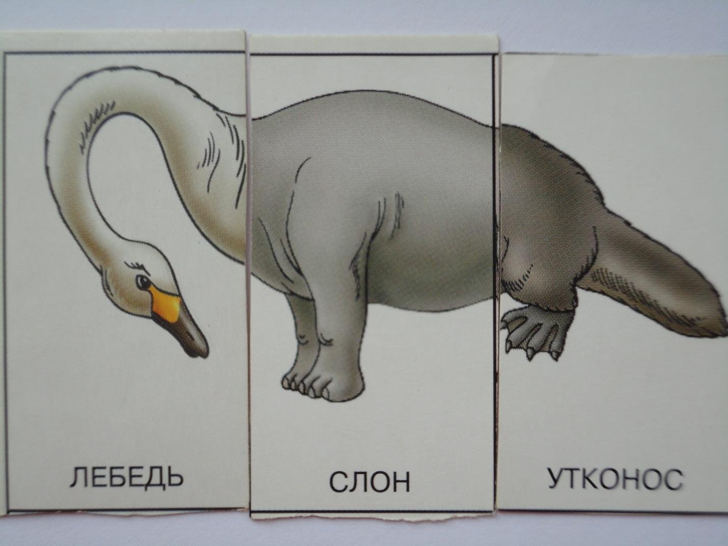 Карточки с изображением несуществующих животных