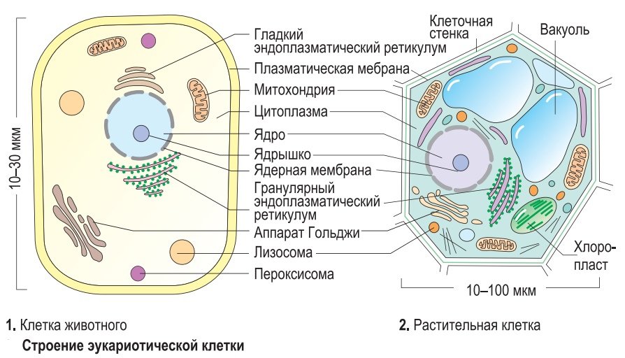 Организации эукариотической клетки