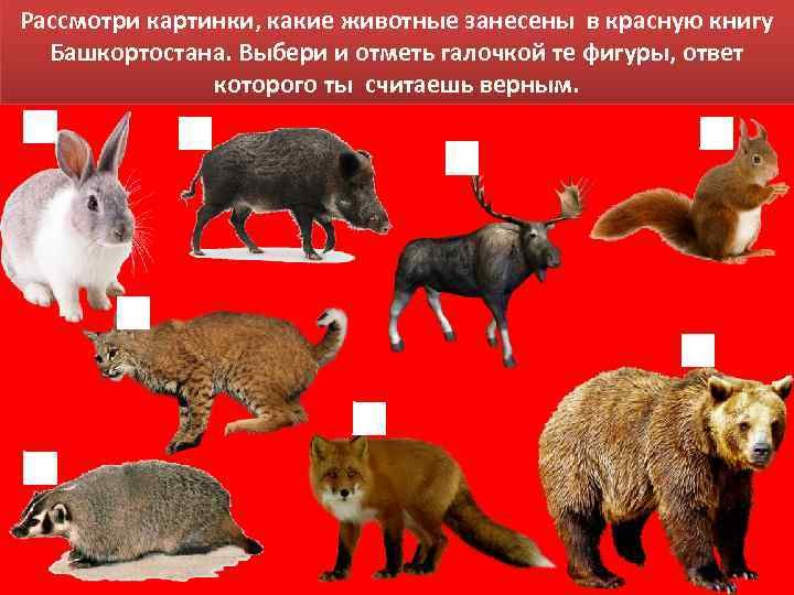 Животные занесенные в красную книгу башкортостана с фото и описанием