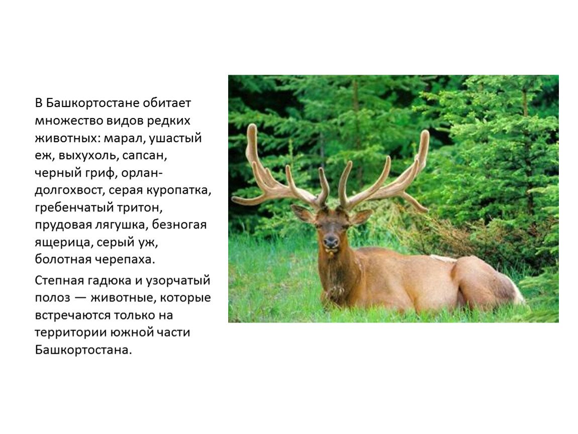 Животные занесенные в красную книгу башкортостана с фото и описанием