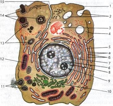Строение органелл животной клетки