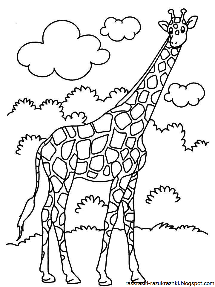Раскраска для дошкольников животные. Жираф. Раскраска. Жираф раскраска для детей. Раскраски животные для детей. Раскраска жирафа для детей.