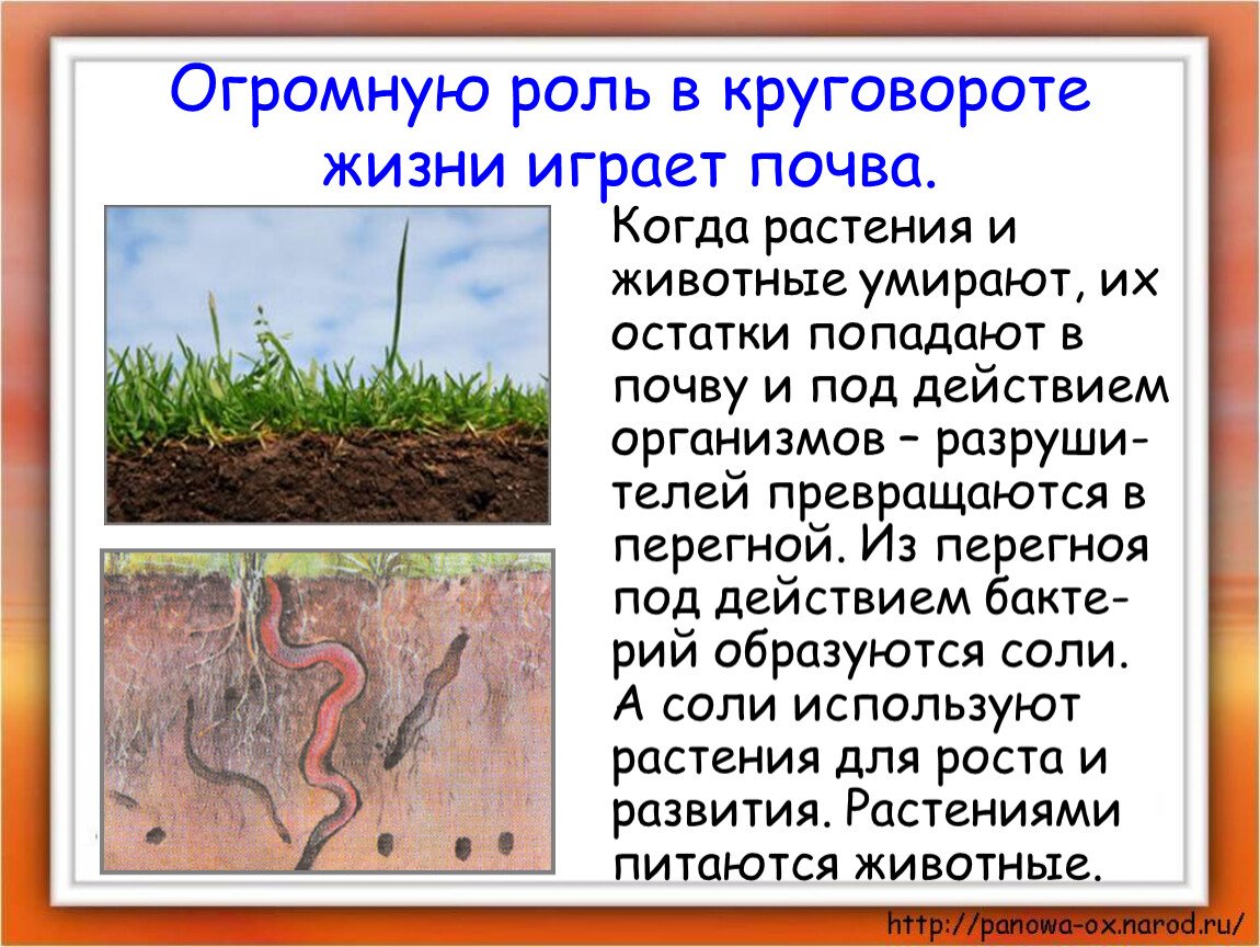 Роль растений в почве. Почвенные животные. Роль почвы в жизни растений. Роль почвы в жизни животных.
