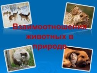 Взаимодействие животных друг с другом рисунок (49 фото)
