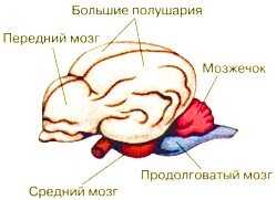 Головной мозг позвоночных схема