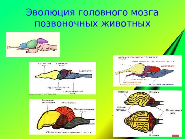 Таблица эволюции головного мозга