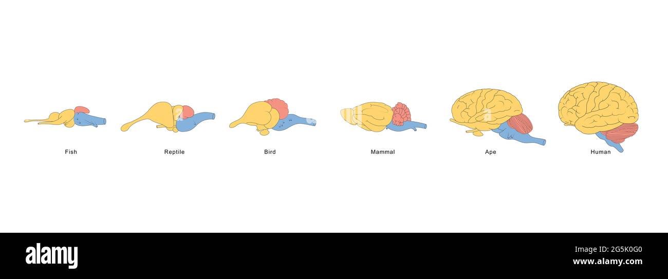 Сравнение мозгов позвоночных. Эволюция головного мозга позвоночных таблица. Строение головного мозга хордовых. Эволюция головного мозга хордовых животных. Эволюция мозга позвоночных вид сбоку.