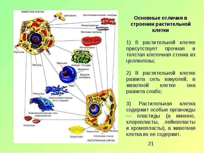 Клетки растений и животных различия сходство. Строение растительной клетки органоиды. Клеточное изображение органоидов животных и растений строение. Органеллы растительной и животной клетки. Различие органоидов животной и растительной клетки.