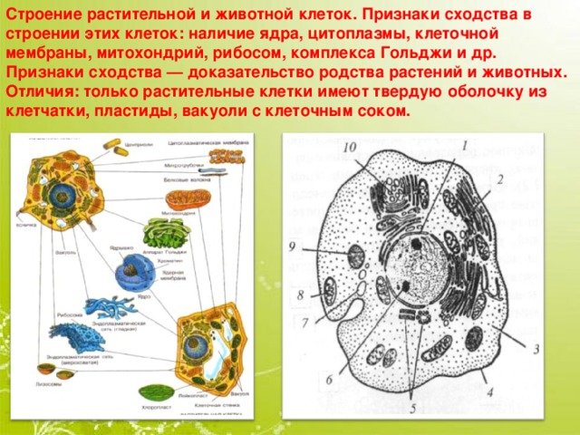 Растительная клетка наличие ядра