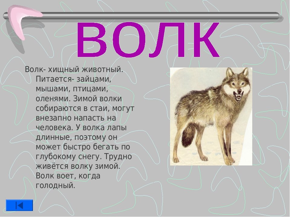 Текст про зверей. Текст описание животного волк 4 класс. Рассказ про волка. Небольшой доклад о животных. Рассказ о животном.
