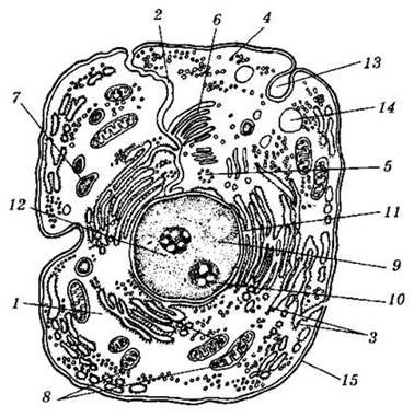 Рис 2 схема строения животной клетки
