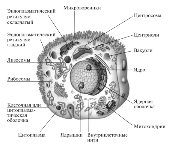 Эукариотическая клетка рисовать