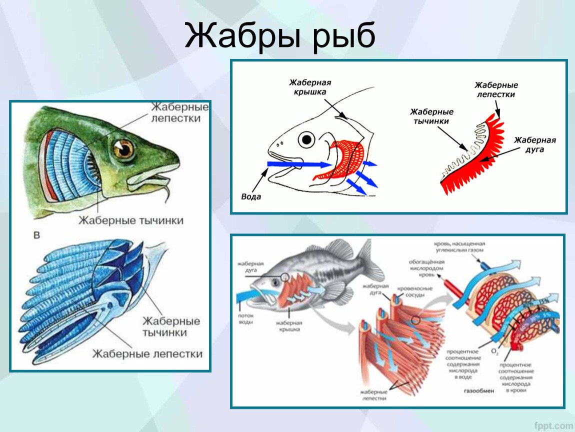 Рыба дышащая легкими. Дыхательная система костных рыб схема. Строение жабр костистых рыб. Дыхательная система рыб жабры. Строение жаберного аппарата костных рыб.