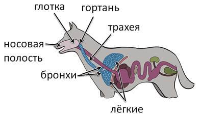 Дыхательная система млекопитающих схема