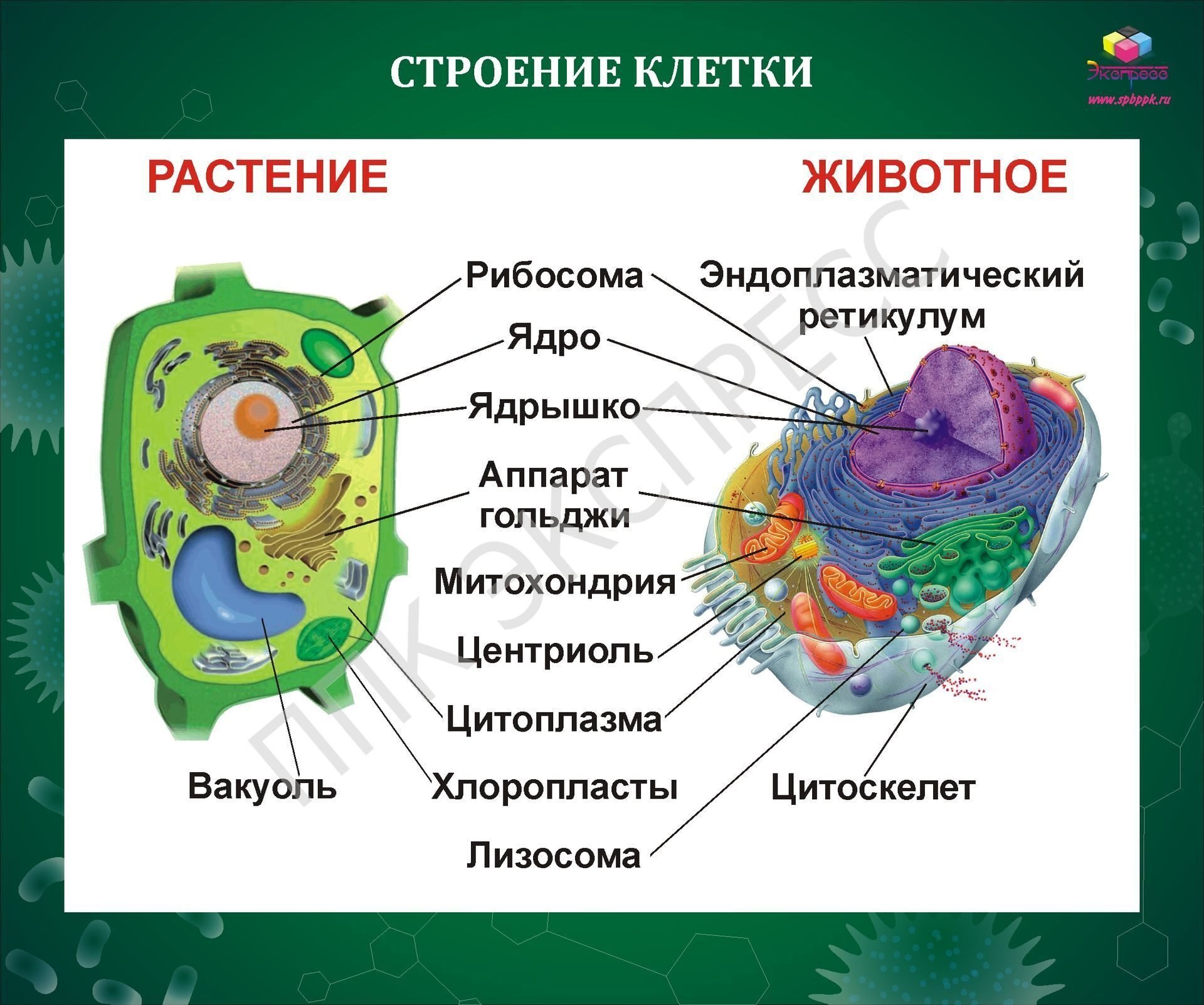 Таблица строение растительной и животной клетки 6 класс биология
