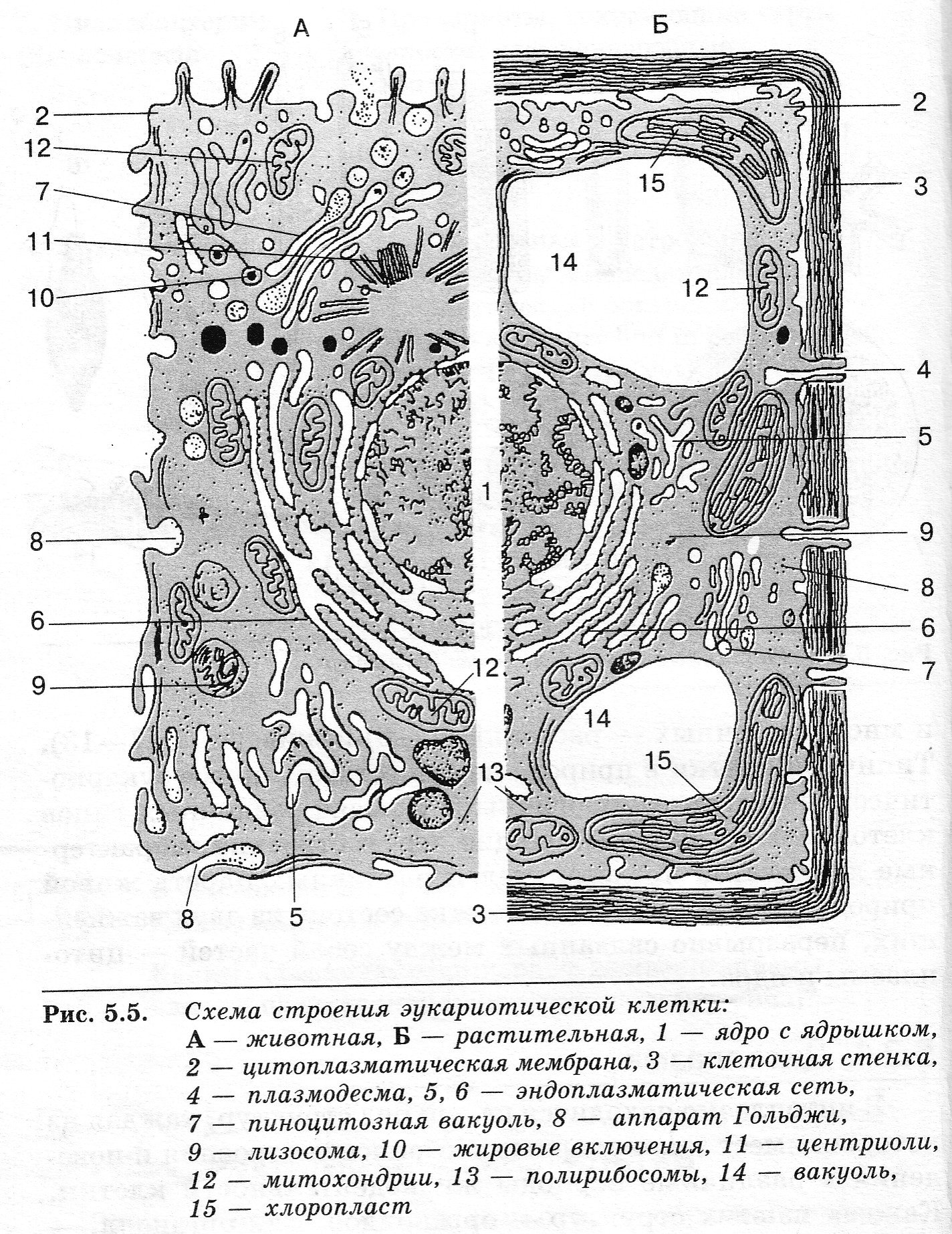 Рис.2 комбинированная схема строения эукариотической клетки