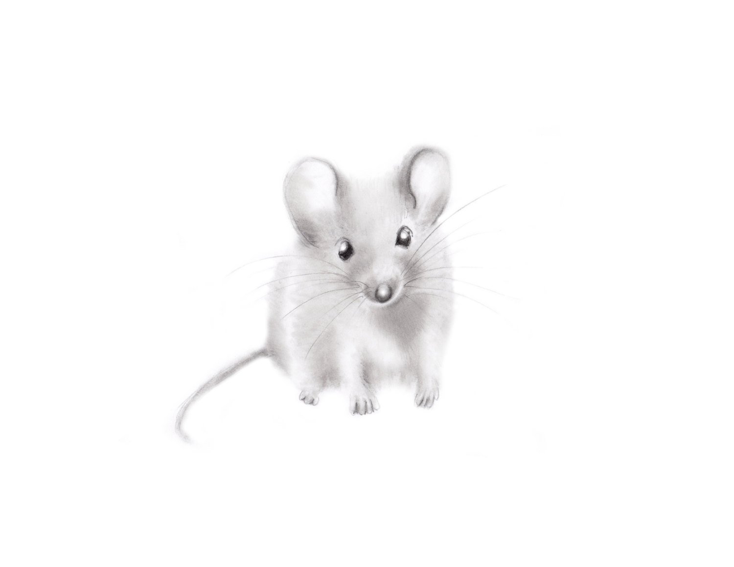 Серая мышь на белом фоне