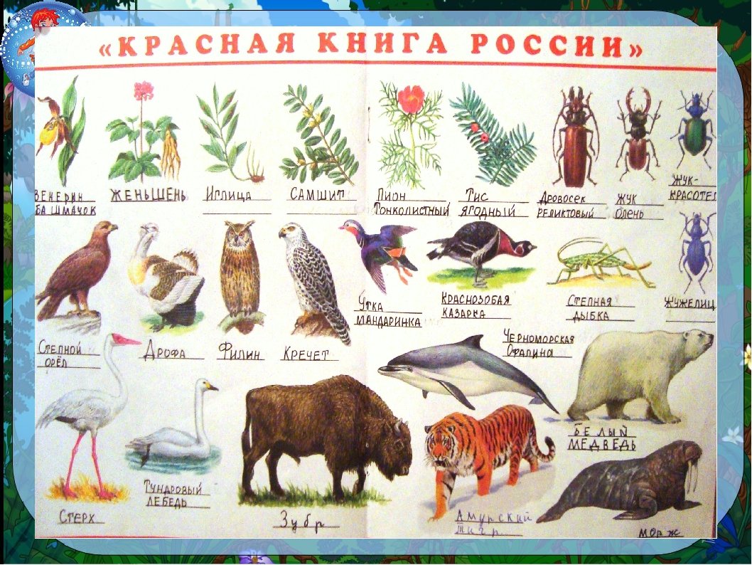 Красная книга россии животные и растения рисунки (49 фото) » рисунки для  срисовки на Газ-квас.ком