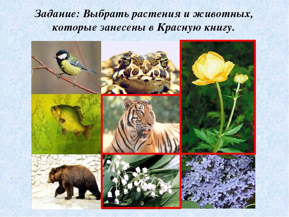 Животные и растения красной книги с описанием и фото