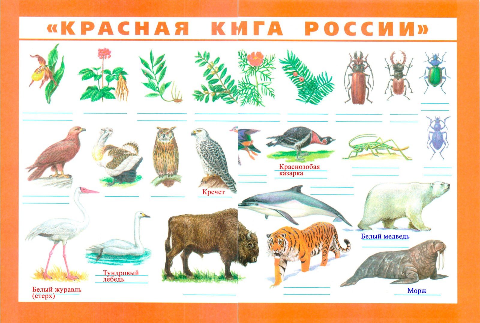 Животные и растения красной книги России плакат