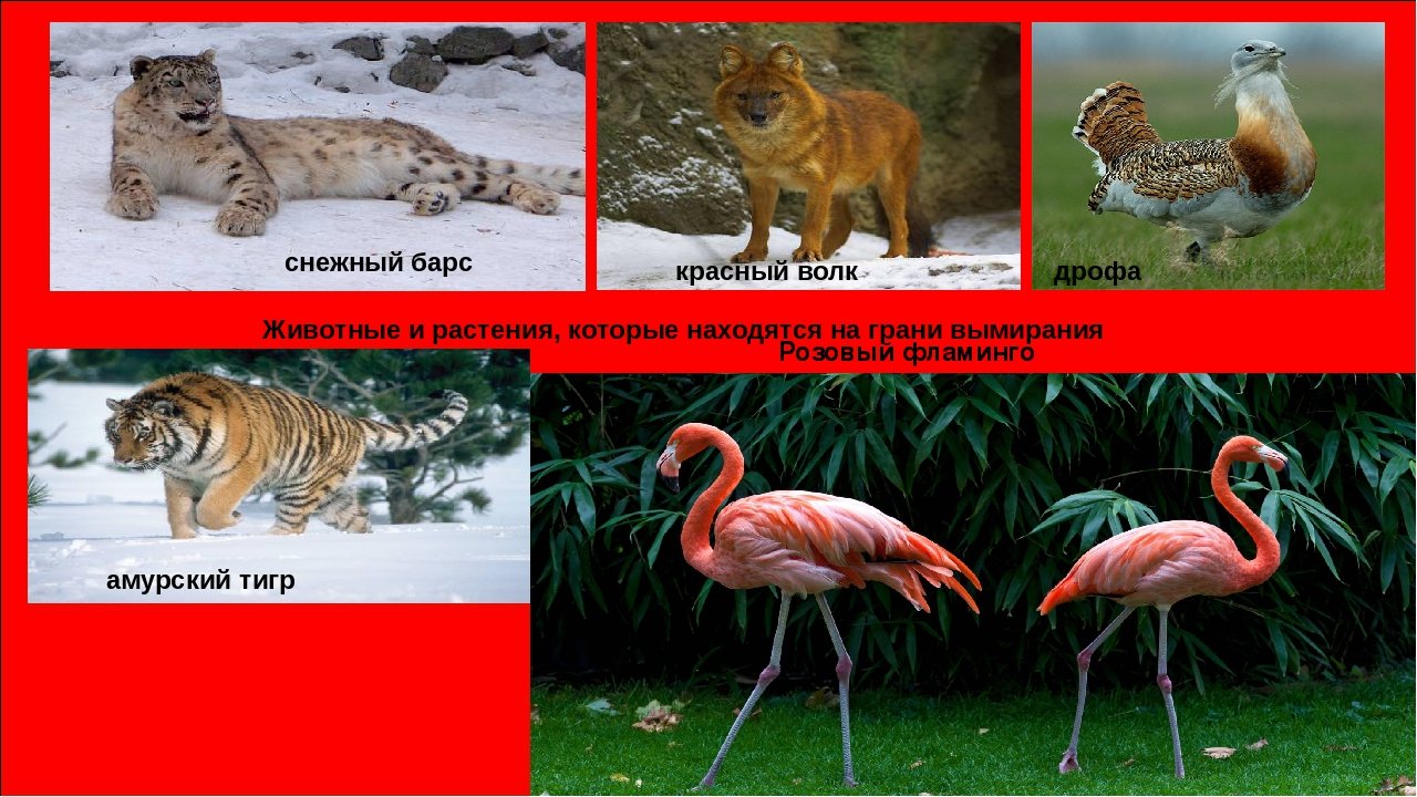 Исчезающие виды животных из красной книги россии фото и описание
