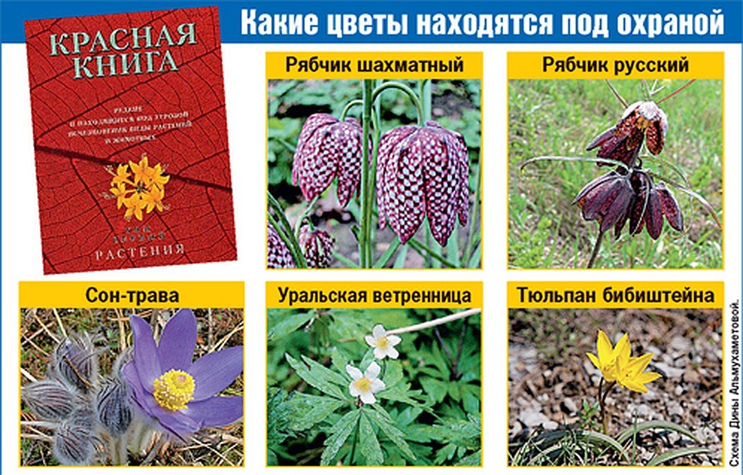 Красная книга растений фото растений