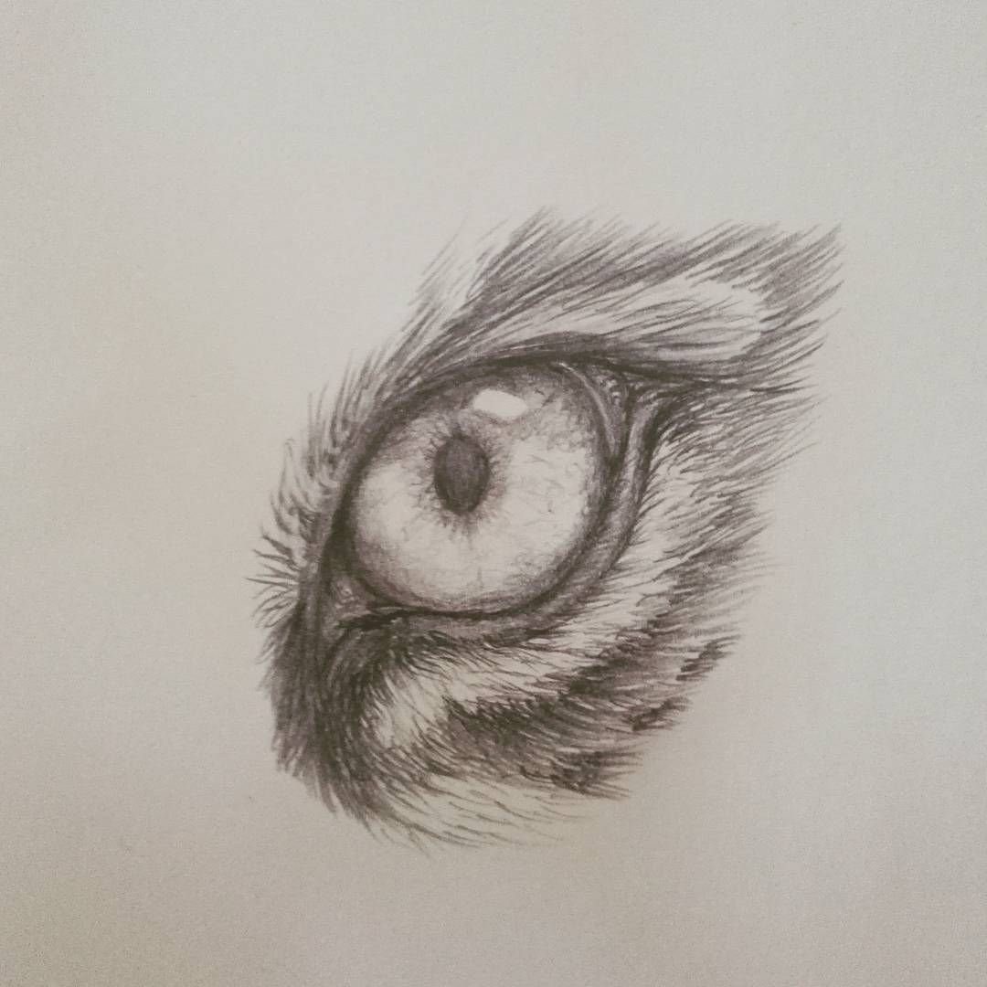Глаза животных карандашом