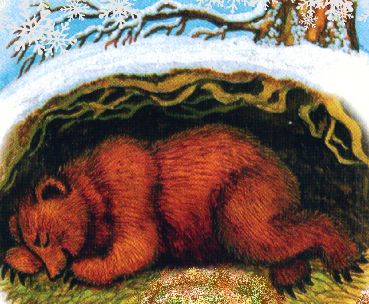 Берлога рисунок. Медведь в берлоге зима для детей. Берлогемедведьв берлоге. Ушинский в берлоге. Бурый медведь зимой в берлоге.