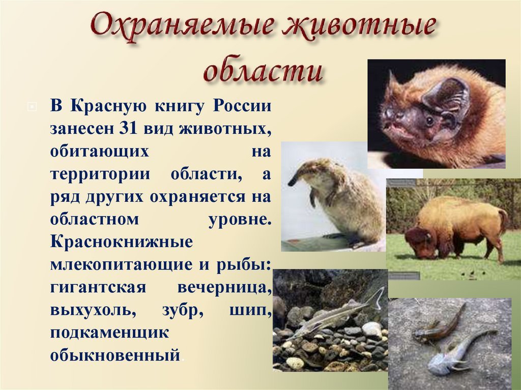Какие животные занесены в красную книгу московской. Охраняемые животные. Животные нуждаются в охране. Охрана животных красная книга. Животные из красной книги нуждающиеся в охране.