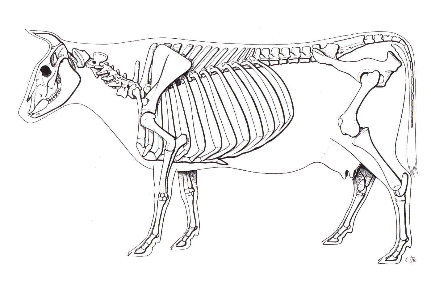 Скелет крупного рогатого скота анатомия