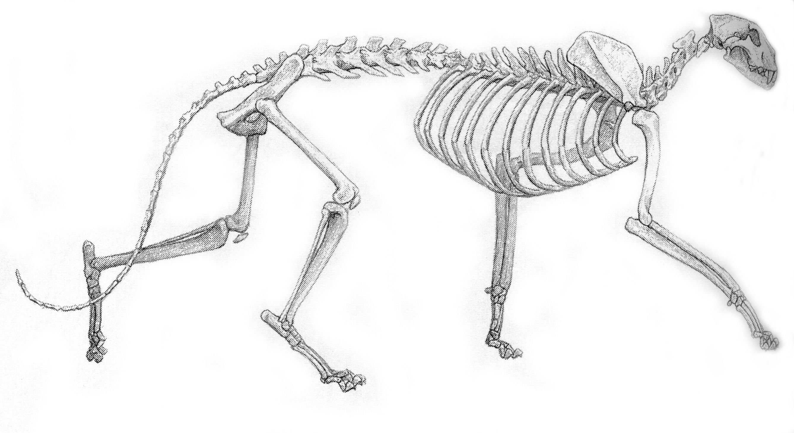 Скелет кошки спереди