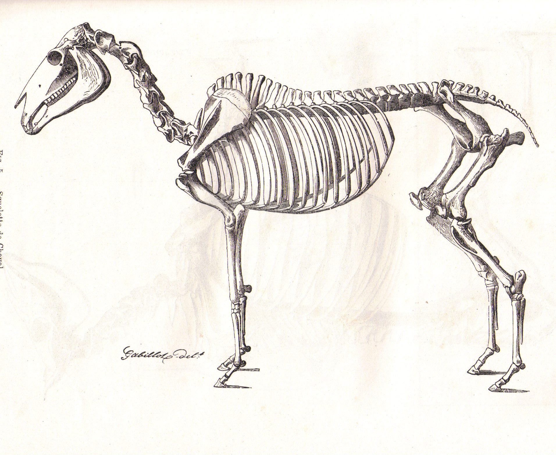 Скелет лошади анатомия
