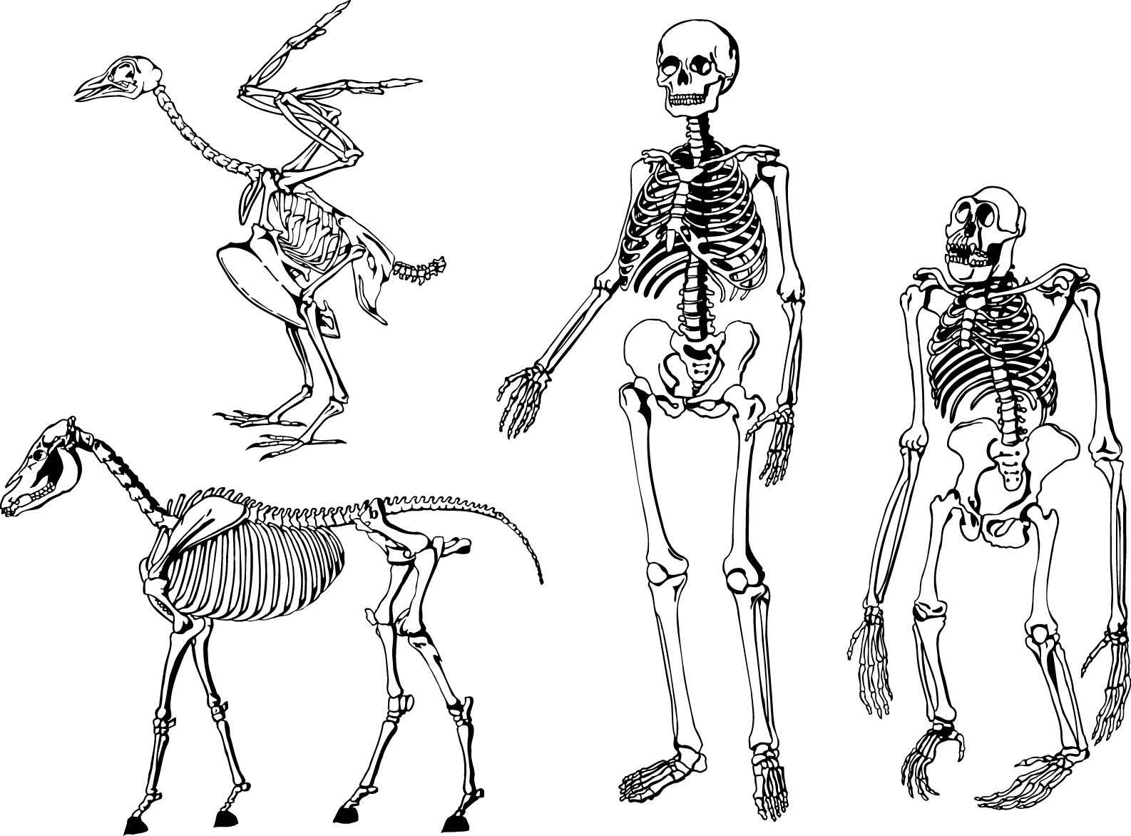 Скелет. Скелеты разных животных. Скелет человека. Скелет млекопитающих животных.