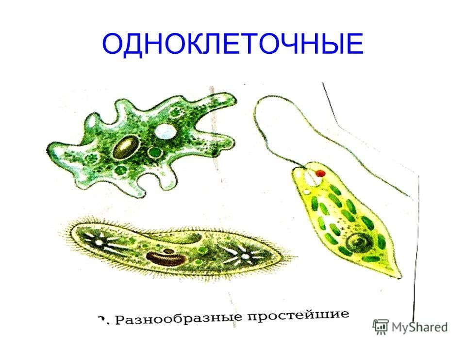 Самый простой одноклеточный организм. Одноклеточные. Одноклеточные организмы. Клетка одноклеточного организма. Одноклеточные животные представители.