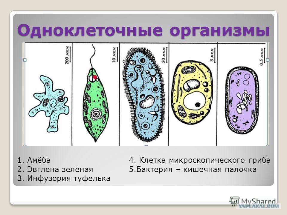 Различия в строении одноклеточных. Простейшие организмы амеба инфузория. Одноклеточные организмы. Простейшие одноклеточные организмы. Одноклеточные бактерии.