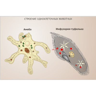 Амеба одноклеточного животного строение