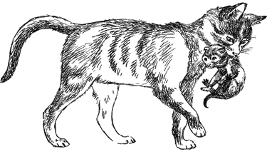 Рисунок кошка несет в зубах котенка