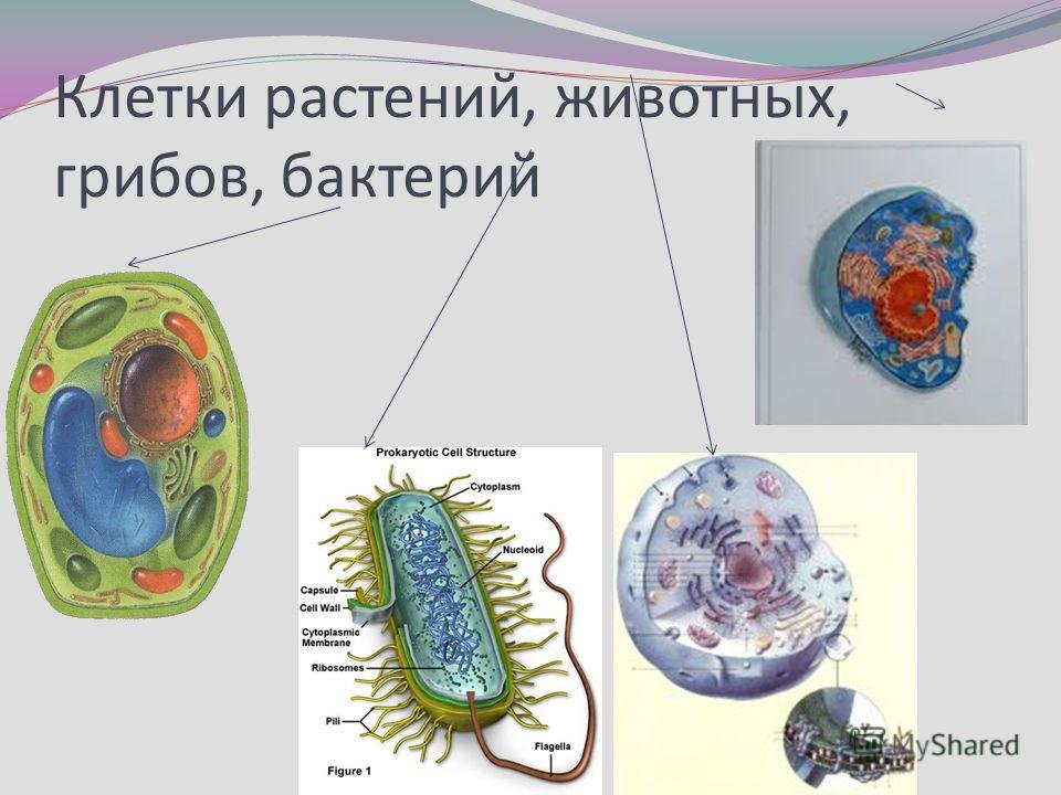 Чем отличается бактериальная клетка от. Клетки растений животных грибов и бактерий. Клетки бактерий растений и животных. Клетка растения. Растительная животная грибная и бактериальная клетки.