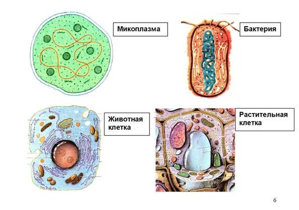 Животная растительная грибная бактериальная клетки. Растительная животная грибная и бактериальная клетки. Животная растительная и бактериальная клетка. Строение клеток растений животных и бактерий. Клетки бактерий растений и животных.