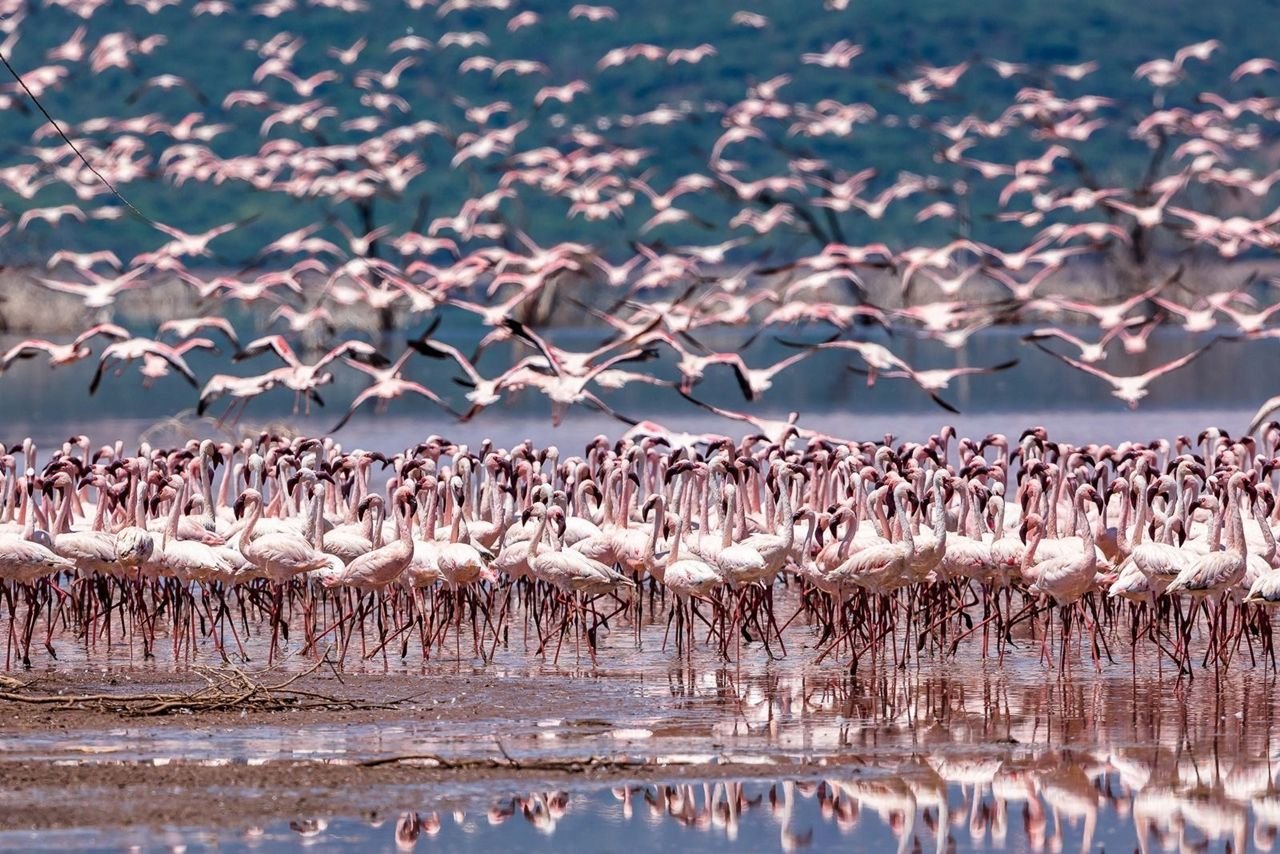 Фламинго National Geographic
