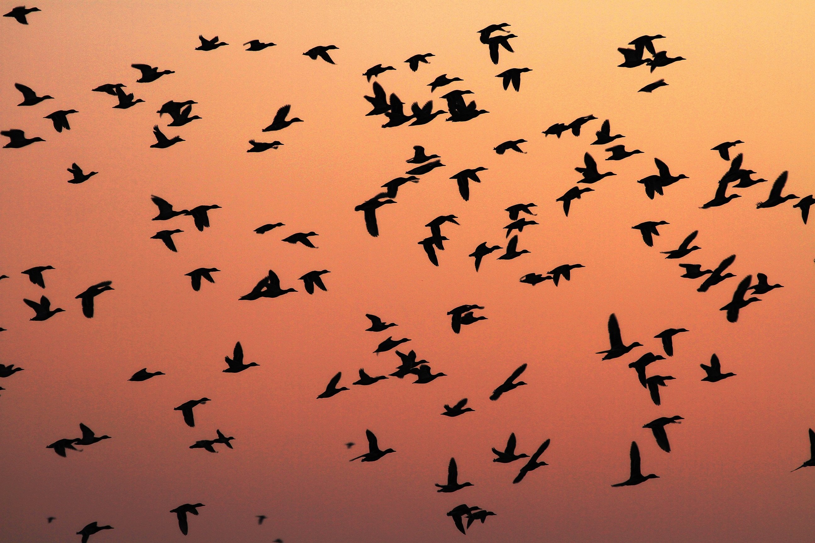 Разделительная миграция птиц