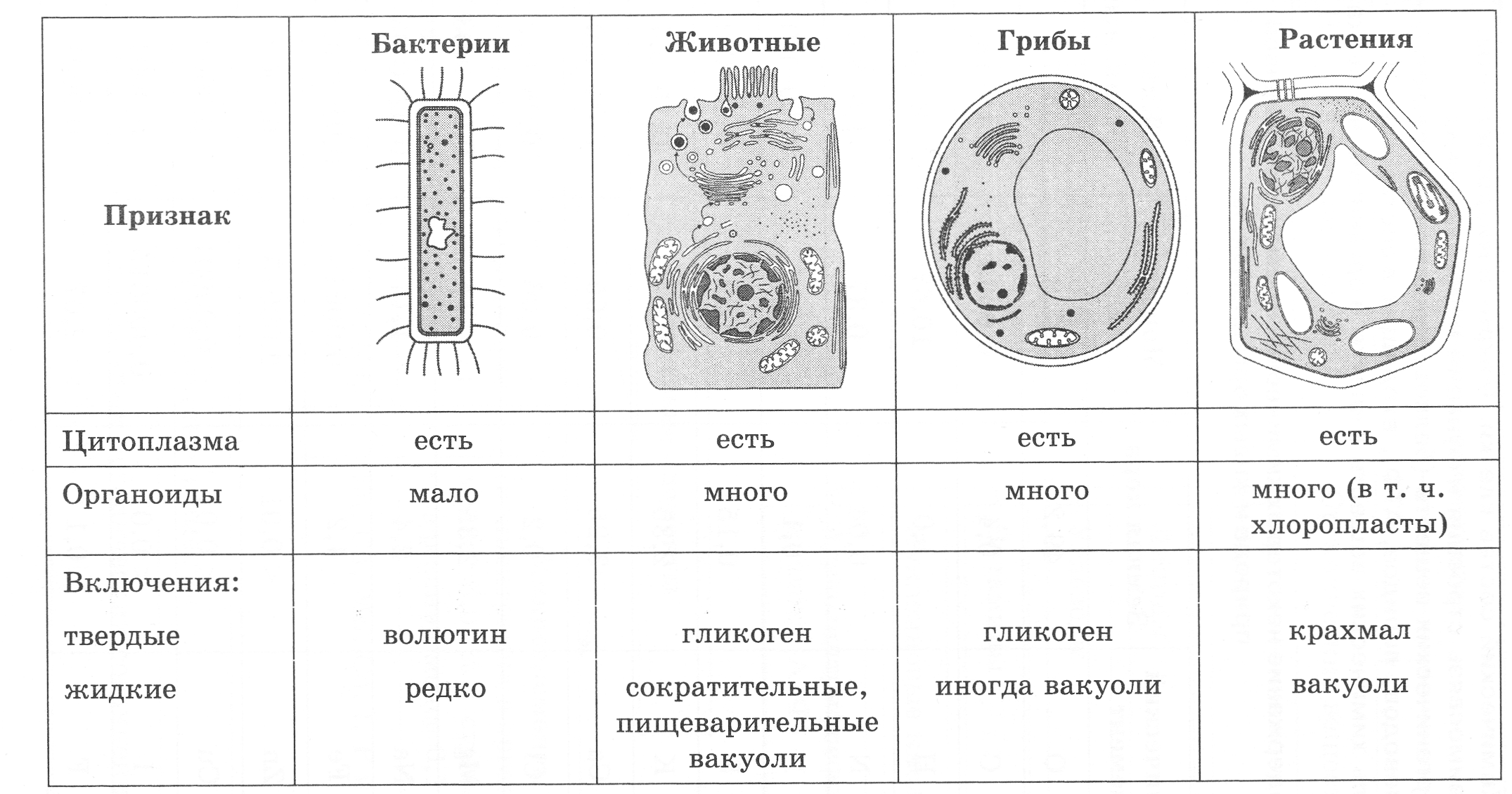 Бактерии эукариотические организмы. Схема органелл растительной клетки строение. Строение органелл растительной клетки и животной клетки. Схема строения растительной клетки и функции. Строение органоидов клетки ЕГЭ биология.