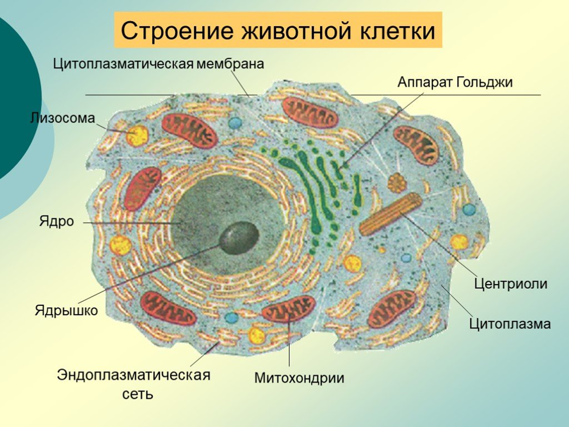 Любые клетки живого организма