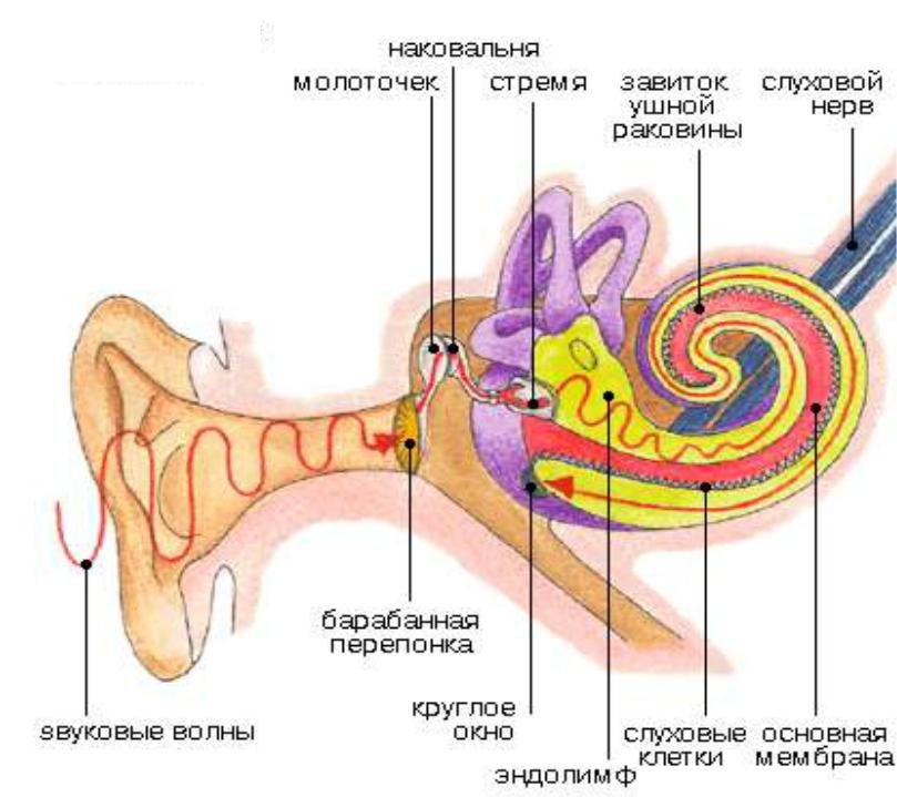 Ухо человека улавливает звук с частотой