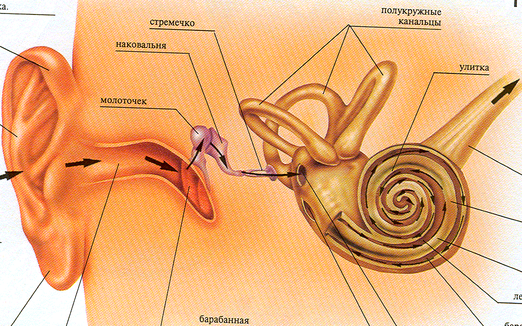 Строение слухового органа человека. Механизм восприятия слуха слуховой анализатор. Строение уха слуховые косточки. Строение слухового анализатора человека. Строение внутреннего уха стремечко.