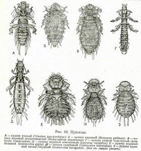 Лобковая вошь (Phthirus pubis). Строение