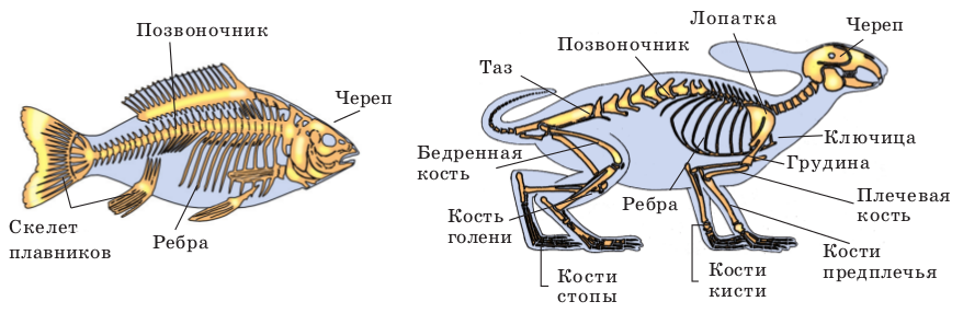 Позвоночник неподвижно соединен с черепом у рыб. Позвоночные строение скелета. Тип Хордовые позвоночные строение. Внутреннее строение рыбы скелет. Строение хордовых позвоночных.