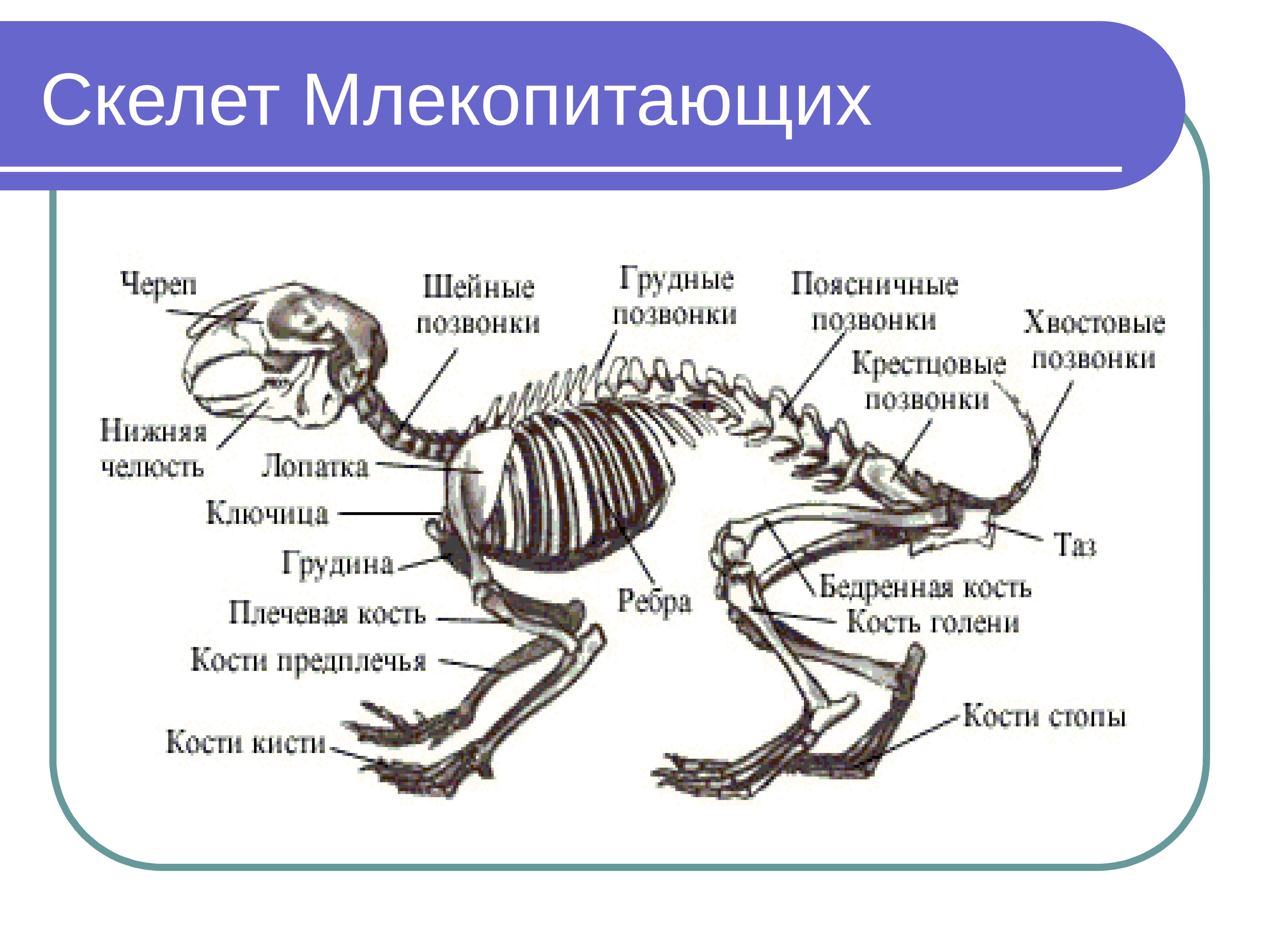 Определите отделы позвоночника млекопитающих. Скелет млекопитающего 8 класс биология. Скелет система млекопитающих. Биология 8 класс особенности строения скелета млекопитающих. Скелет млекопитающего 7 класс биология.