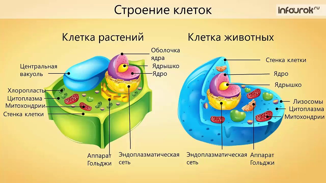 Ядро процесс биология. Клетка биология строение клеточная стенка. Мембрана, стенка, цитоплазма, ядро. Строение растительной клетки мембрана клеточная стенка. У животной клетки есть оболочка.
